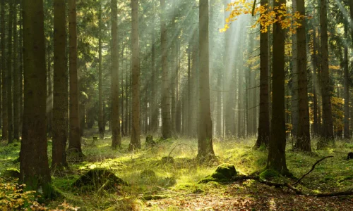 أهم تأويلات ابن سيرين لرؤية المشي في الغابة في المنام للعزباء